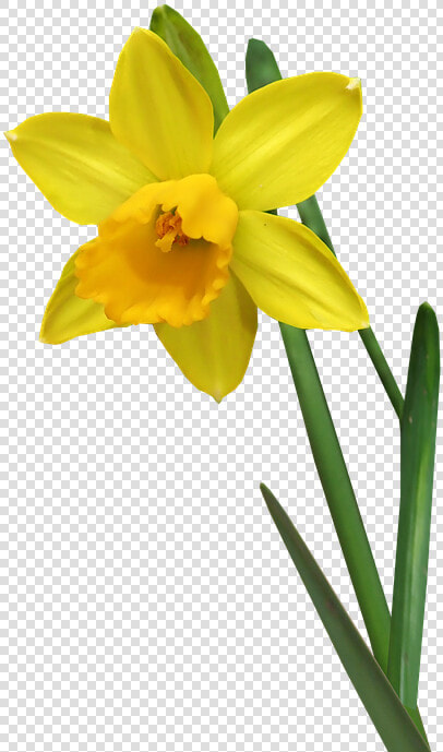 Daffodil  Flower  Stem  Bulb  Garden  Nature  Cut Out   Daffodil Flower Stem  HD Png DownloadTransparent PNG