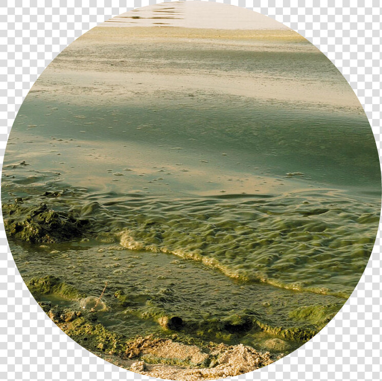 Algal Bloom Solution  HD Png DownloadTransparent PNG