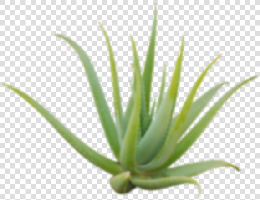 Agave  HD Png DownloadTransparent PNG