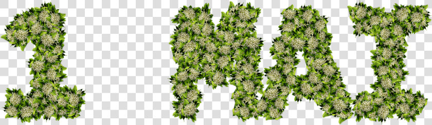 Muguet 1er Mai Png  Transparent PngTransparent PNG