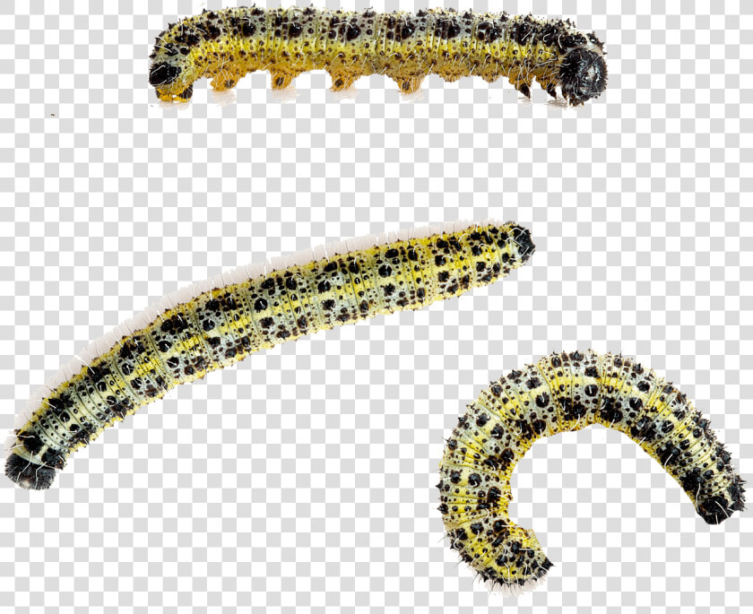 Caterpillar Large White Butterfly Beetle Cabbage White   Pieris Brassicae Caterpillar Png  Transparent PngTransparent PNG