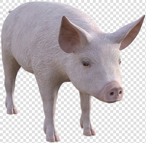 Pig  Farm  Piglet  Animals  Cute  Pigs  Livestock   Domestic Pig  HD Png DownloadTransparent PNG