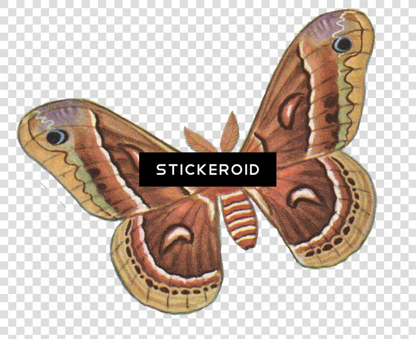 Vector Insects Moth   Silk Moth Clip Art  HD Png DownloadTransparent PNG