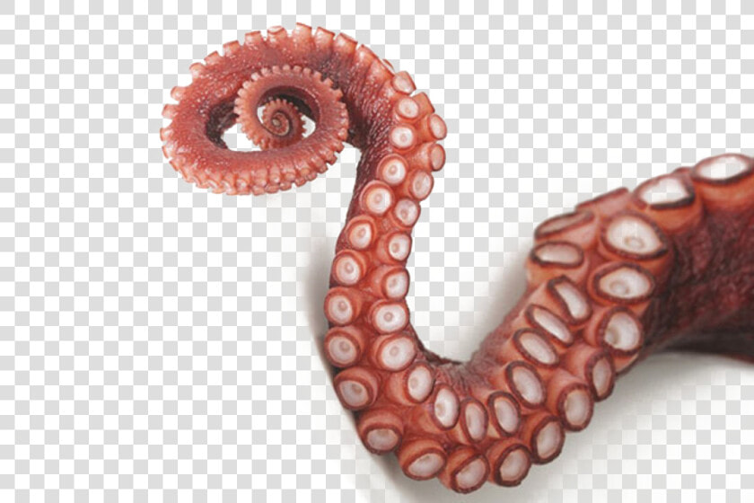Octopus Png Image Transparent   Octopus Tentacles Transparent Background  Png DownloadTransparent PNG