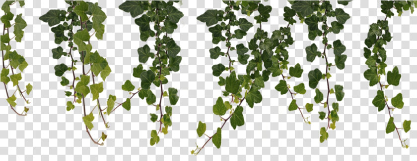 Jungle Vines Clipart   Png Download   Transparent Background Vines Png  Png DownloadTransparent PNG