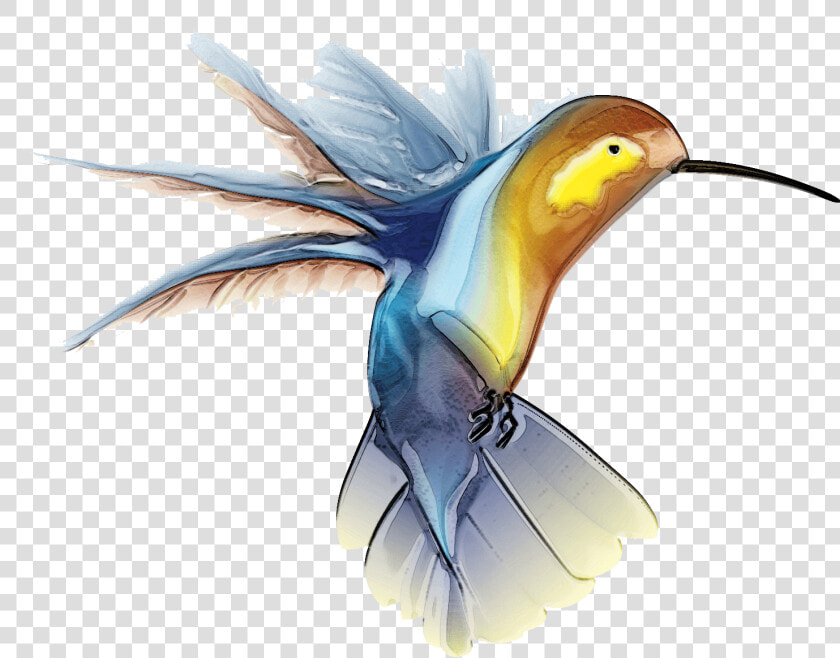 Hummingbird Tattoo   Free Hummingbird Clip Art  HD Png DownloadTransparent PNG