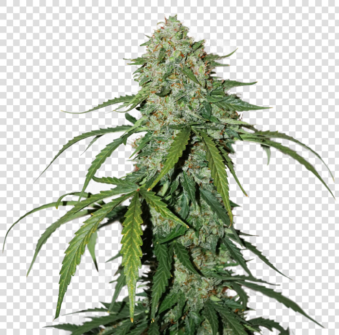 1 Silver Lime Haze   Cbd Silver Lime Haze  HD Png DownloadTransparent PNG