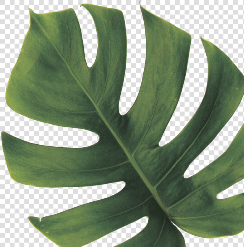 Monstera Deliciosa   Png Download   Monstera Deliciosa Leaf Png  Transparent PngTransparent PNG