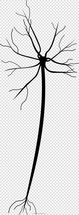 Neuron Coloring Page  HD Png DownloadTransparent PNG