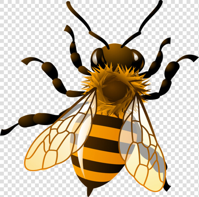 Bee Honeybee Honey Clipart Kid Transparent Png   Transparent Background Honey Bee Clipart  Png DownloadTransparent PNG