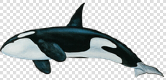 Killer Whale Png Transparent Images   Transparent Whale Png  Png DownloadTransparent PNG