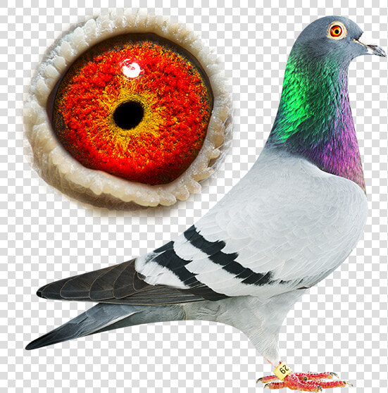 Pigeon Usain Bolt  HD Png DownloadTransparent PNG