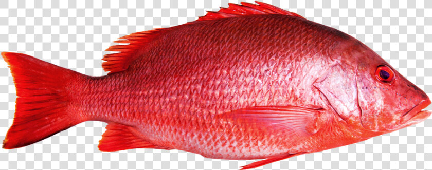 Red Snapper Fish  HD Png DownloadTransparent PNG