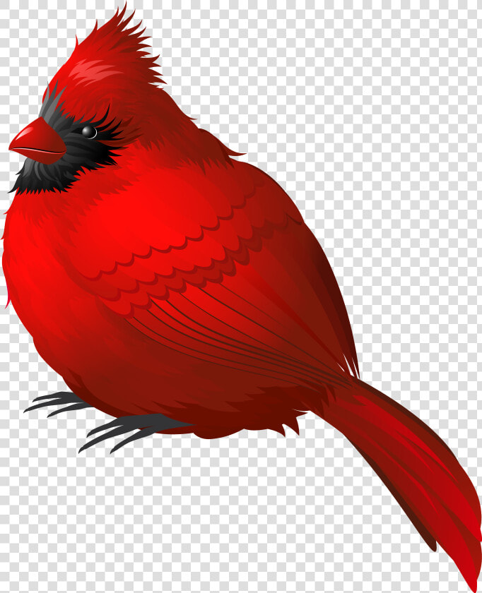 Red Winter Bird Png Clipart Image   Red Bird No Background  Transparent PngTransparent PNG