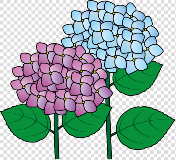 Hydrangea Clip Art Clipart   Hydrangea  HD Png DownloadTransparent PNG