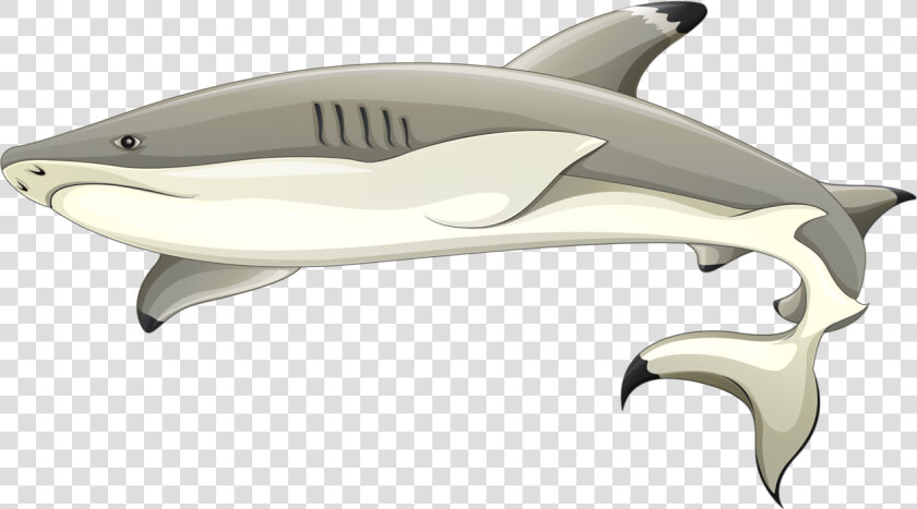 Blacktip Reef Shark Clipart  HD Png DownloadTransparent PNG