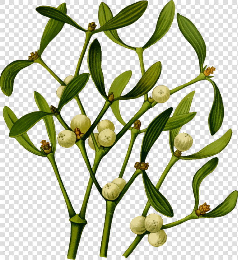 Plant flora commodity   Mistletoe  png  Transparent PngTransparent PNG
