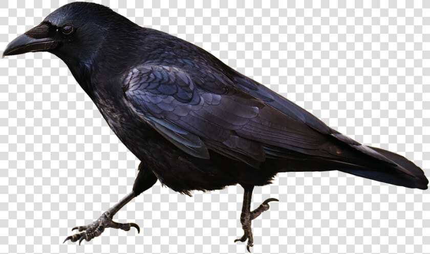 Crow Png Picture   Crow Isolated  Transparent PngTransparent PNG