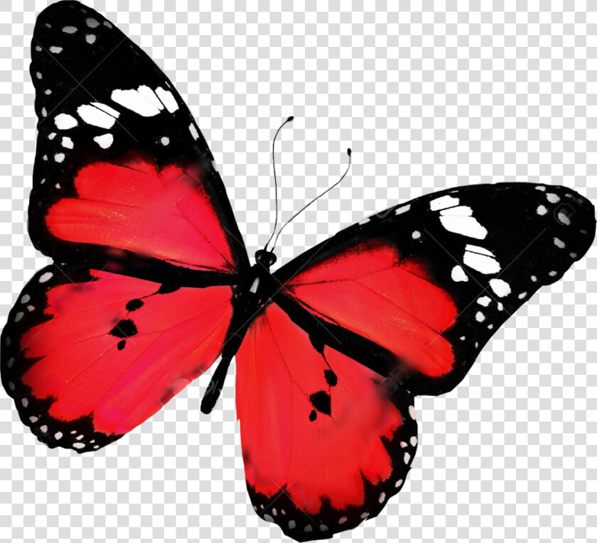  butterfly  red  beautiful  freetoedit   Butterfly Flying  HD Png DownloadTransparent PNG
