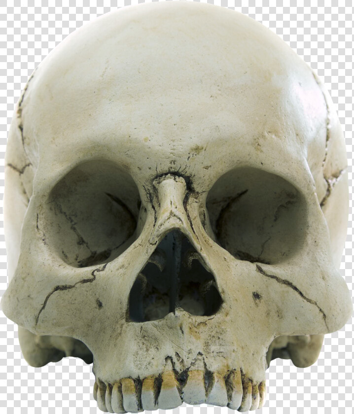 Forensic Anthropology  HD Png DownloadTransparent PNG