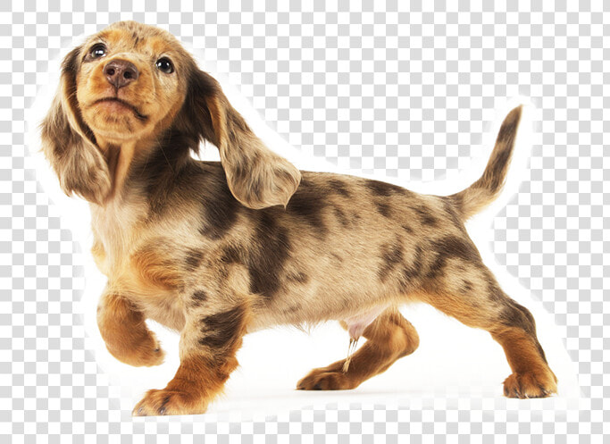 Dachshund Png   Long Haired Dachshund Transparent  Png DownloadTransparent PNG