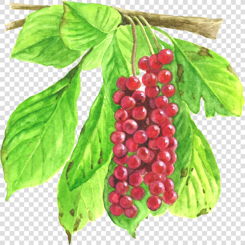 Seedless Fruit  HD Png DownloadTransparent PNG