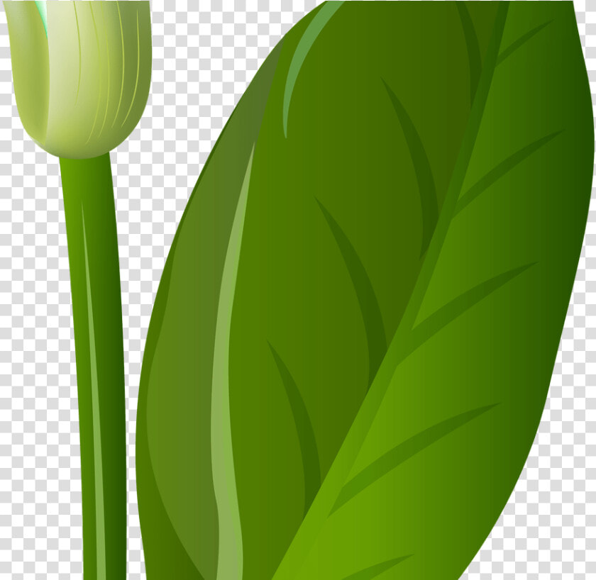 White Lily Flowers Png Transparent Gardening  Png DownloadTransparent PNG