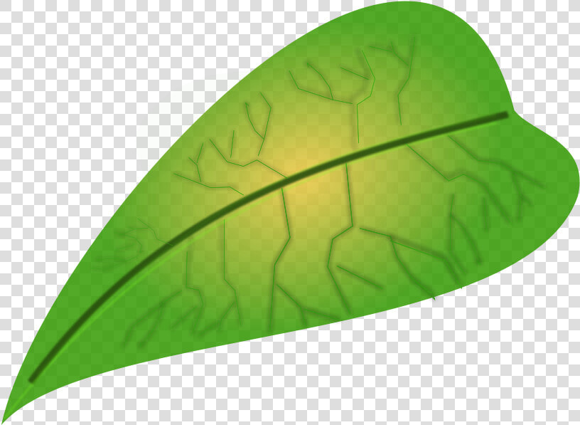Green Leaf   Small Leaf Clipart  HD Png DownloadTransparent PNG