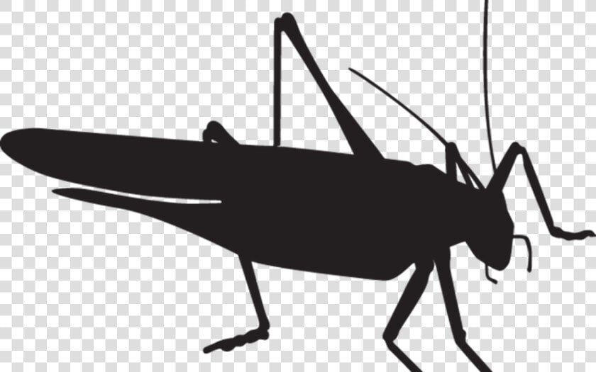 Transparent Free Praying Mantis Clipart   Grasshopper Silhouette Png  Png DownloadTransparent PNG