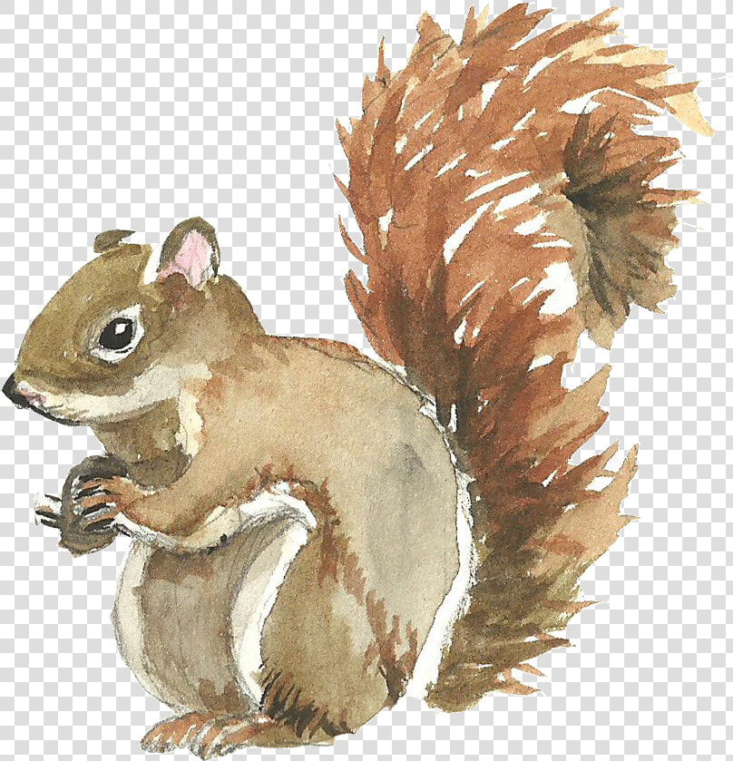 Squirrel Watercolor Painting   Redbubble Sticker Squirrel  HD Png DownloadTransparent PNG