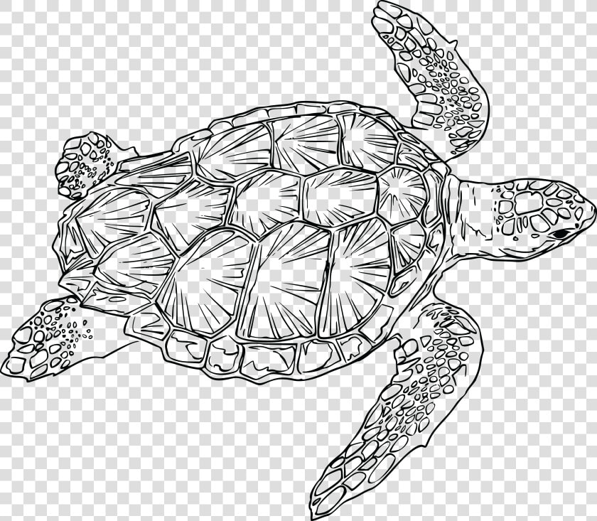 Loggerhead Turtle Clip Arts   Sea Turtle Line Art  HD Png DownloadTransparent PNG