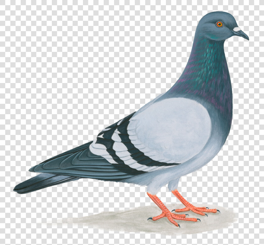 Paloma De Puerto Rico Clipart   Png Download   Paloma Puerto Rico  Transparent PngTransparent PNG