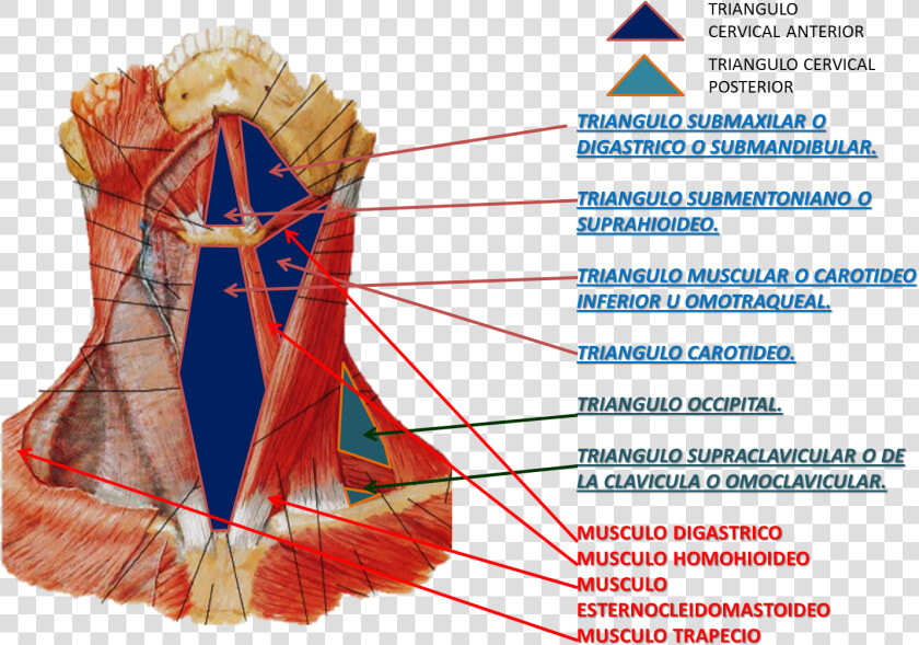 Extrinsic Laryngeal Muscles View  HD Png DownloadTransparent PNG