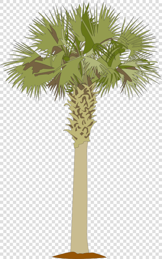 Palmetto Tree Clipart  HD Png DownloadTransparent PNG