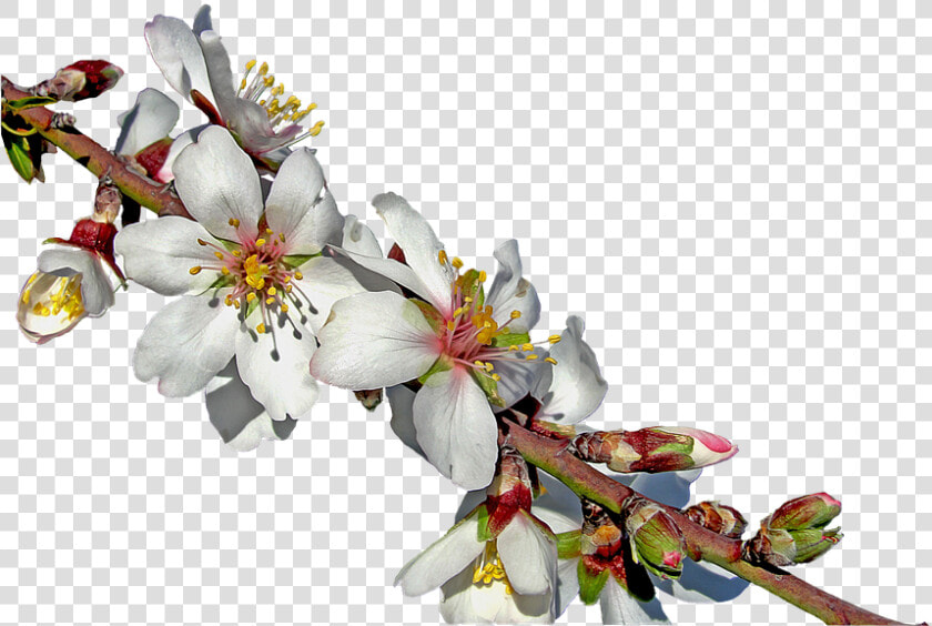Royalty Free  Free Illustrations  Almond Branch In   Almond Branch In Bloom  HD Png DownloadTransparent PNG