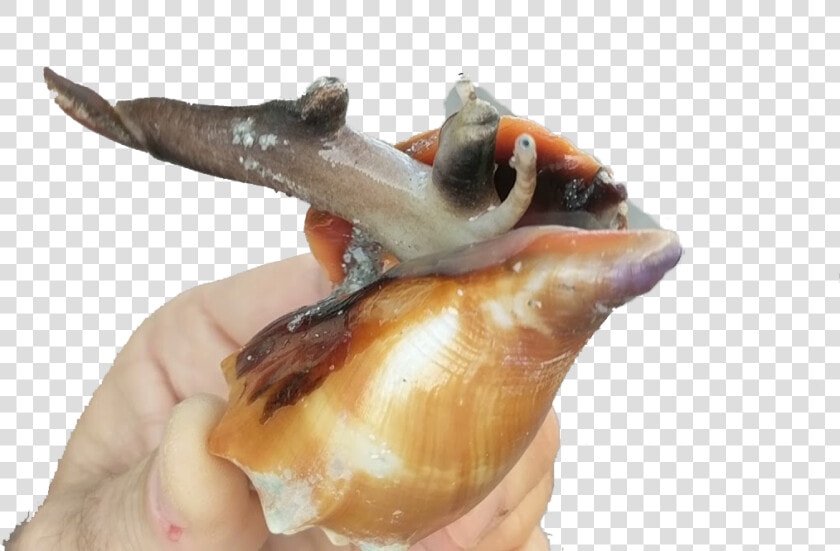 Conch Png Free Image Download   Animal In Sankh  Transparent PngTransparent PNG