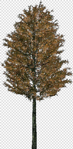 3d Trees   Scots Pine   Acca Software   Red Pine  HD Png DownloadTransparent PNG
