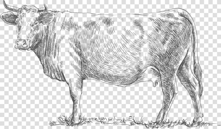 Livestock  HD Png DownloadTransparent PNG