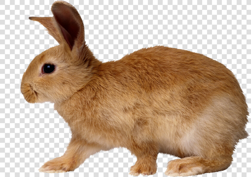 Rabbit Png Image   Side View Of A Rabbit  Transparent PngTransparent PNG