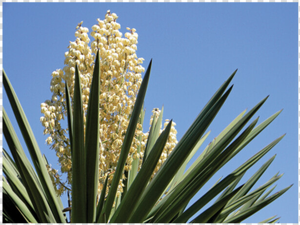 Yucca Schidigera Png  Transparent PngTransparent PNG