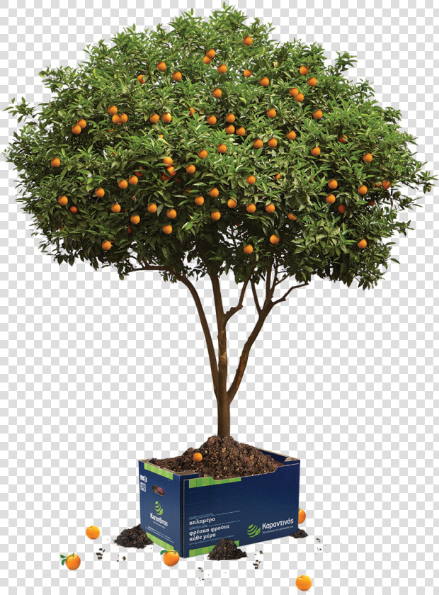 Rangpur  HD Png DownloadTransparent PNG
