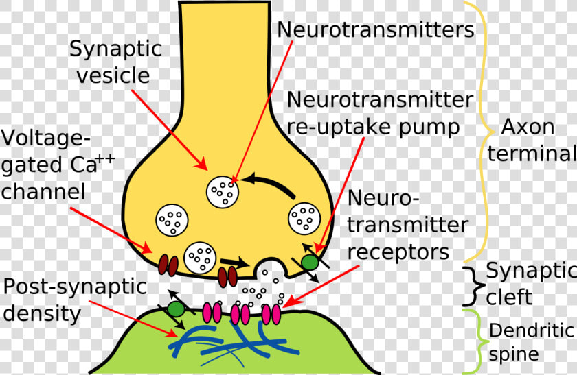 Chemical Synapse  HD Png DownloadTransparent PNG
