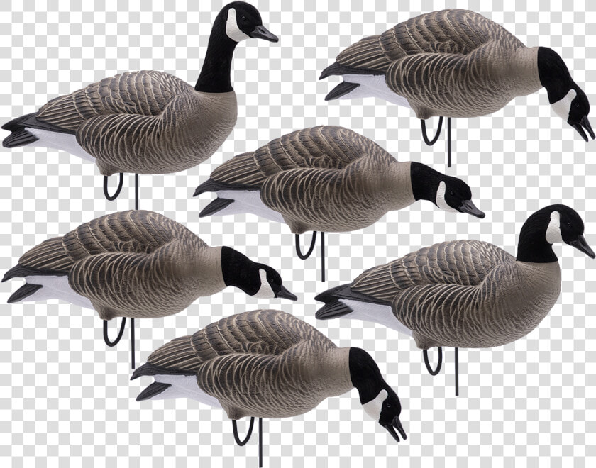 Full Body Lessers With Flocked Heads Class   Final Approach Goose Decoys  HD Png DownloadTransparent PNG