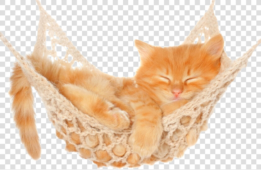 Hammock Png Free Pic   Kitten In Hammock  Transparent PngTransparent PNG