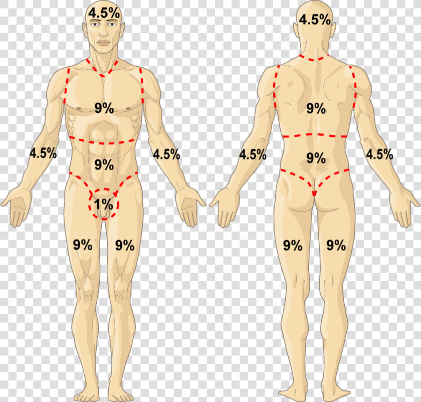 Rule Of Nines   Illustration  HD Png DownloadTransparent PNG