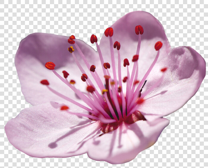 Elower Cherry Blossom Clipart   Flower Cherry Blossom Png  Transparent PngTransparent PNG