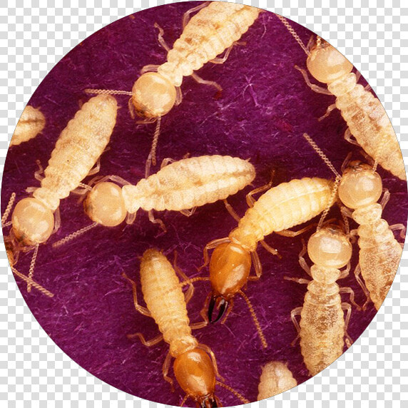 Termites  HD Png DownloadTransparent PNG