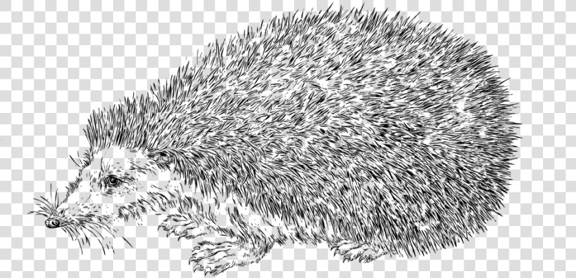 Line Art  Hedgehog  Animal  Nature  Wildlife   Realistic Hedgehog Coloring Page  HD Png DownloadTransparent PNG