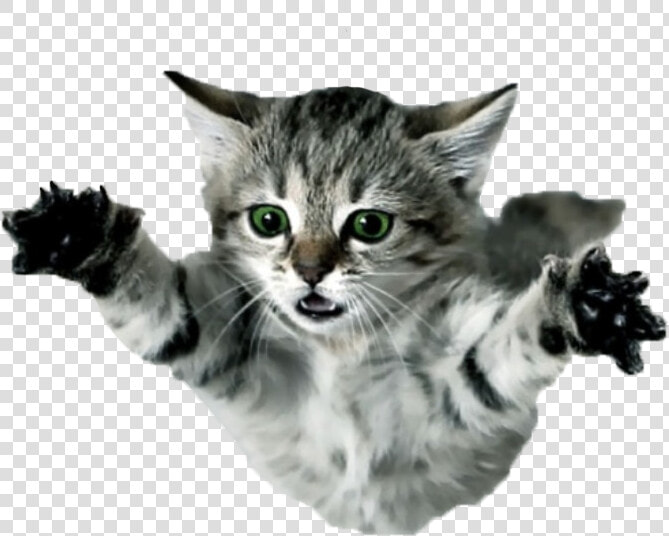 Flying Cat Png   Flying Kittens  Transparent PngTransparent PNG