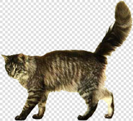 Cat Ears And Whiskers Clipart Clipart Black And White   Cat Walking Transparent Background  HD Png DownloadTransparent PNG
